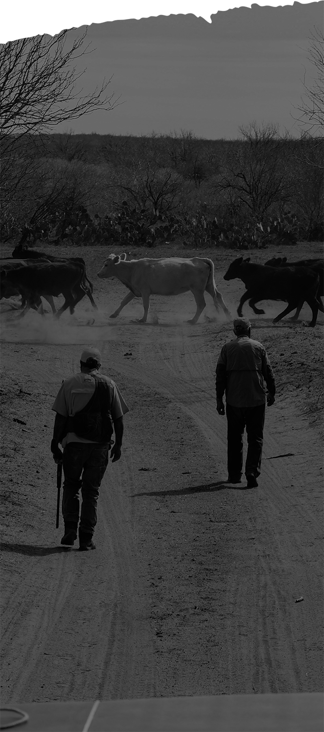 image of south texas quail hunt